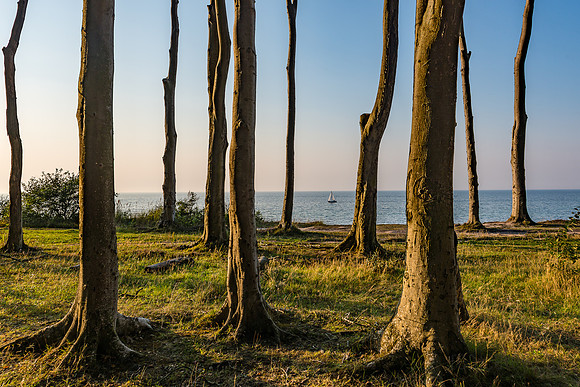 Ostsee | Gespensterwald Nienhagen