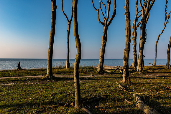 Ostsee | Gespensterwald Nienhagen