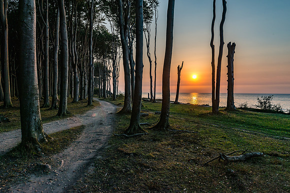 Ostsee | Gespensterwald Nienhagen