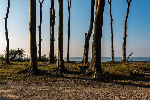 Ostsee | Gespensterwald Nienhagen