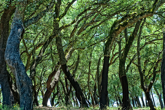 Portugal