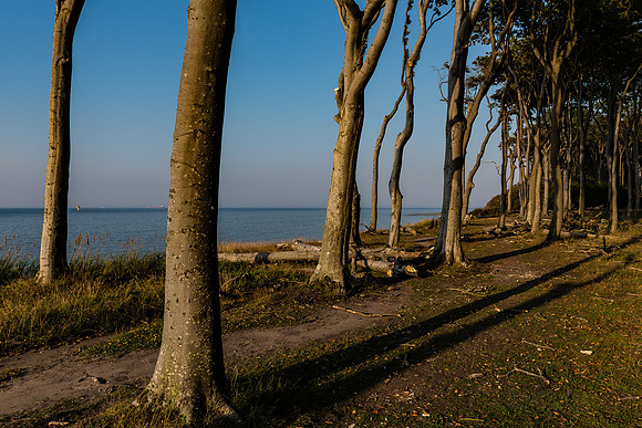 Ostsee | Gespensterwald Nienhagen