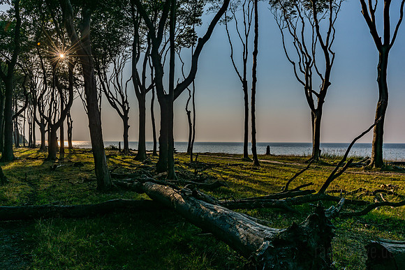 Ostsee | Gespensterwald Nienhagen